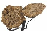 Cretaceous Crocodilian Skull Section w/ Stand - South Dakota #340099-1